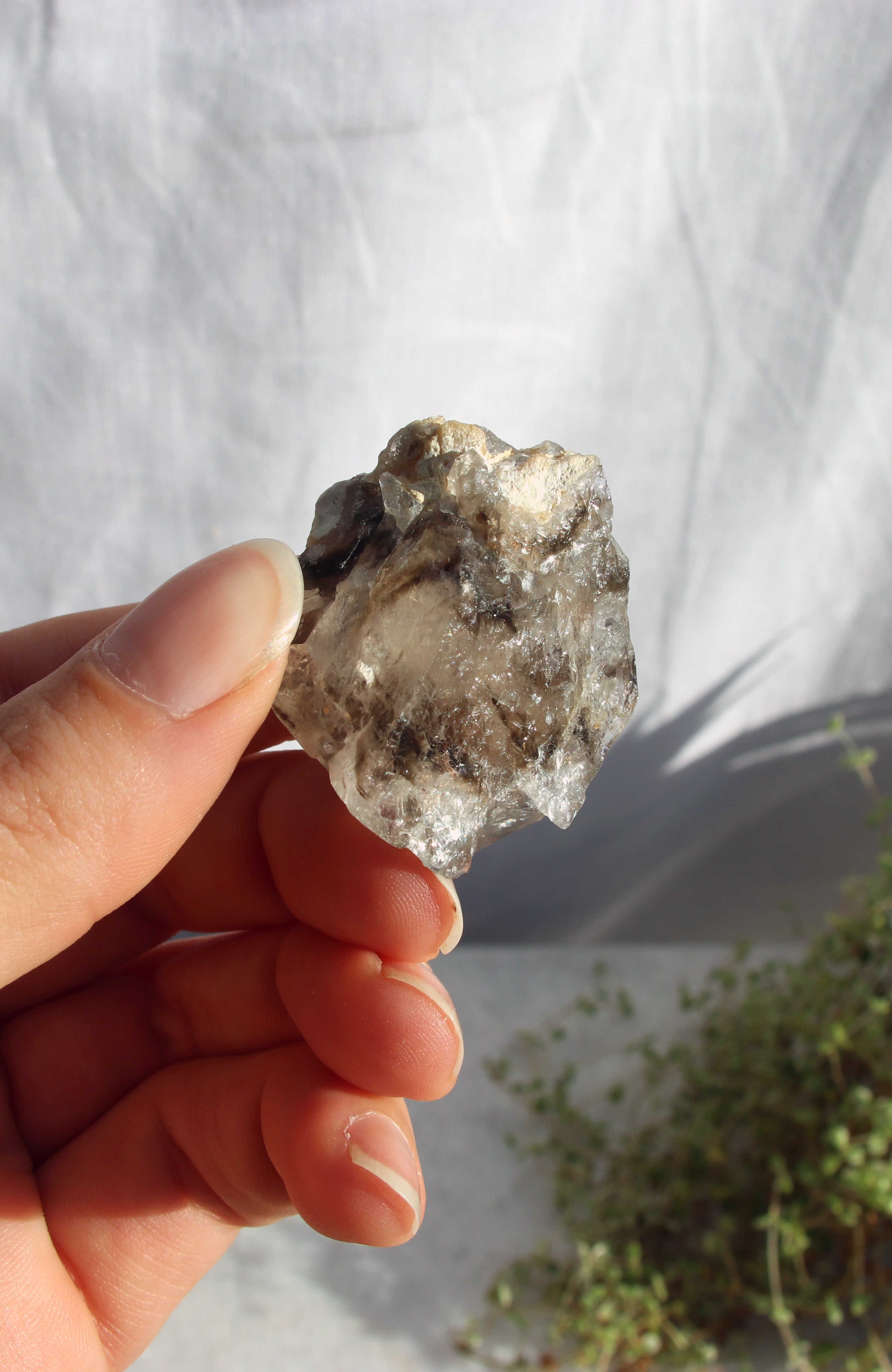 Morello Smoky Cluster